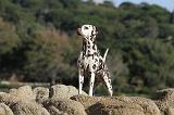 DALMATIEN 161